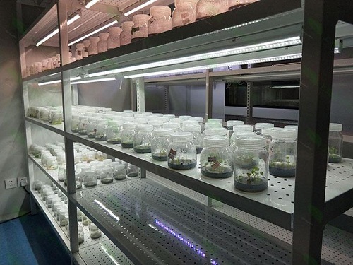 永川植物组织培养实验室设计建设方案